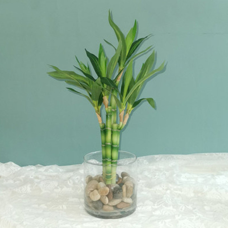 Aquarium Plant Display - جديد 40 سنتيمتر rFtificial محظوظ الخيزران