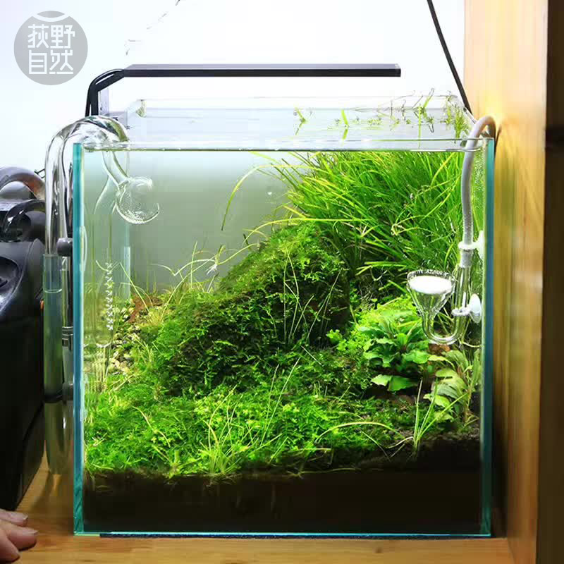 Planted Aquarium Ada - Chihiros C سلسلة ADA نمط النبات