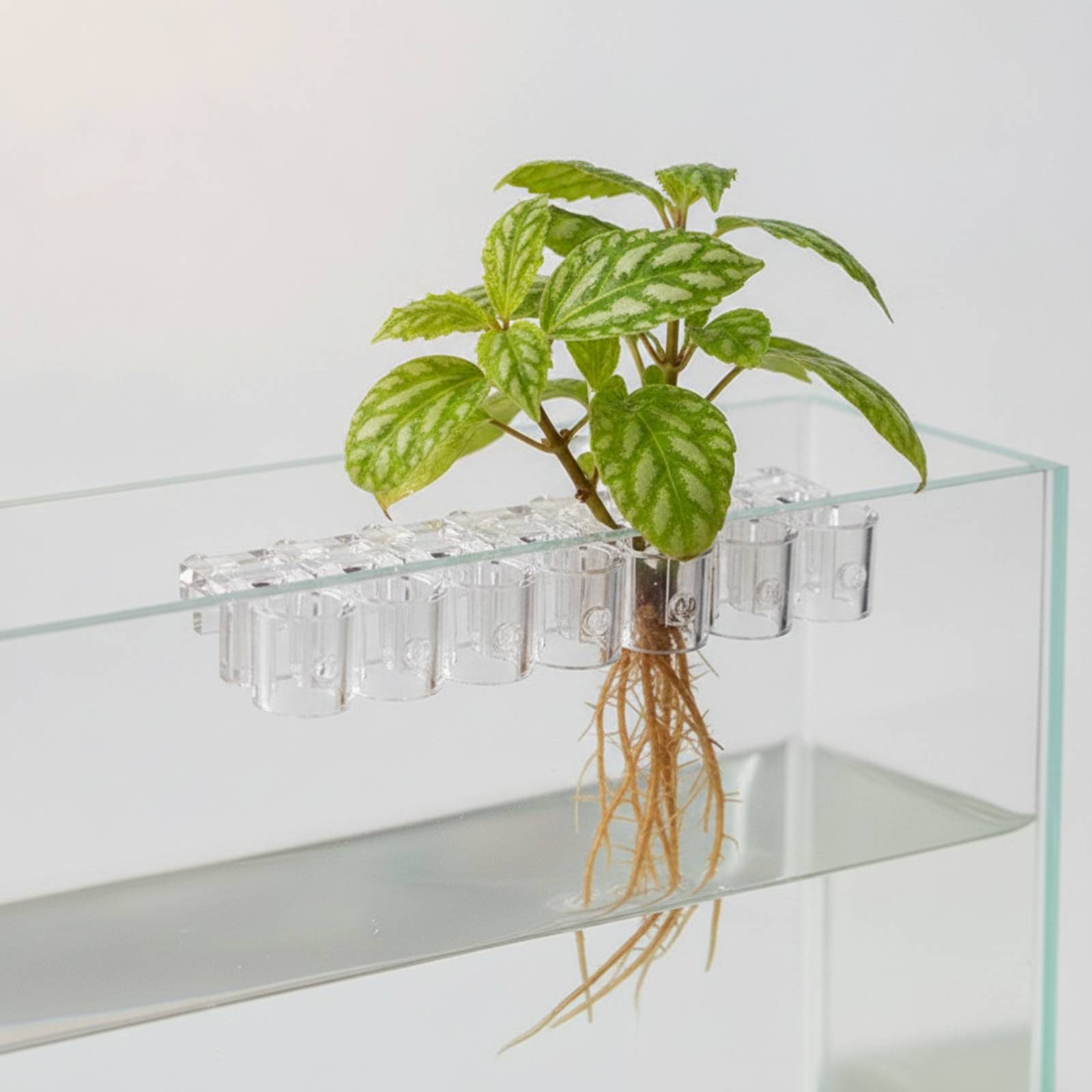 6 قطع مشبك دعم شفاف للزراعة ال - مراجعة Aquarium Planted وسعره