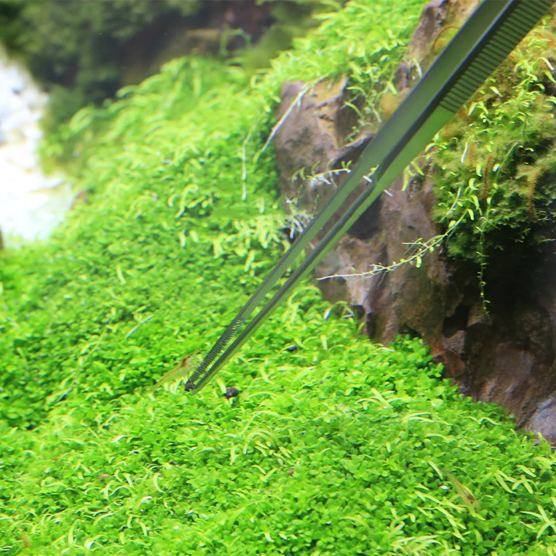 ملاقط VIV ADA عالية الجودة Aqu - مراجعة Planted Aquarium Ada وسعره
