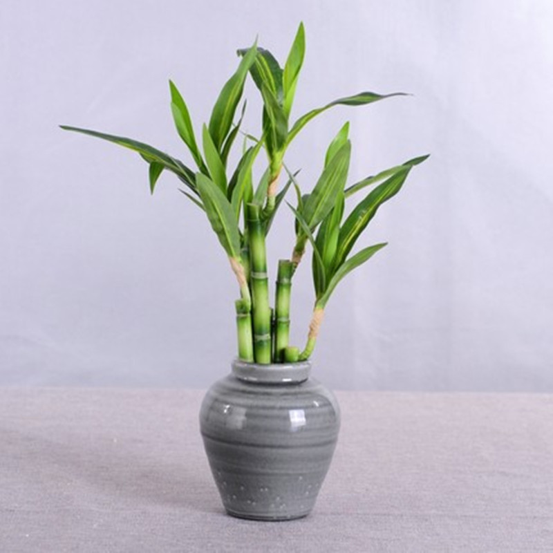 جديد 40 سنتيمتر rFtificial محظ - مراجعة Aquarium Plant Display وسعره