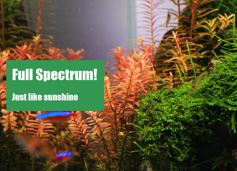 Chihiros C سلسلة ADA نمط النبا - مراجعة Planted Aquarium Ada وسعره