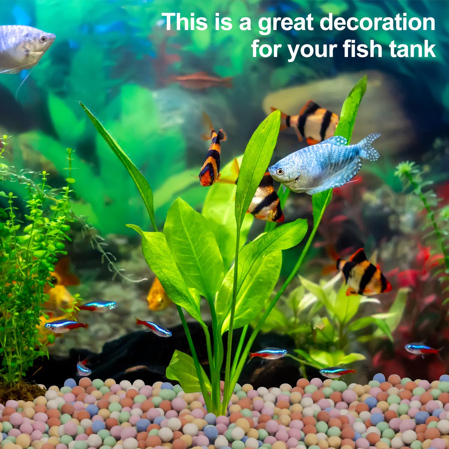 النباتات المائية الزخرفية المل - مراجعة Aquarium Plant Vitamins وسعره