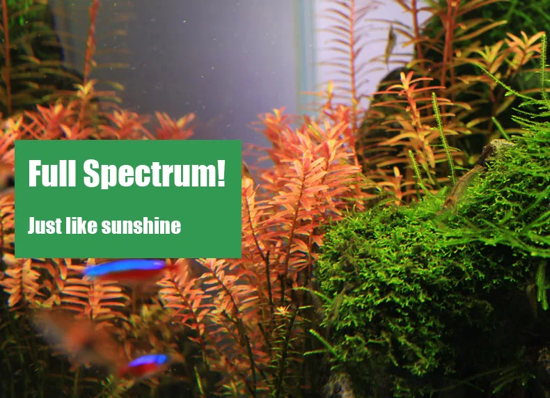 Chihiros C Series ADA Style Pl - مراجعة Planted Aquarium Ada وسعره