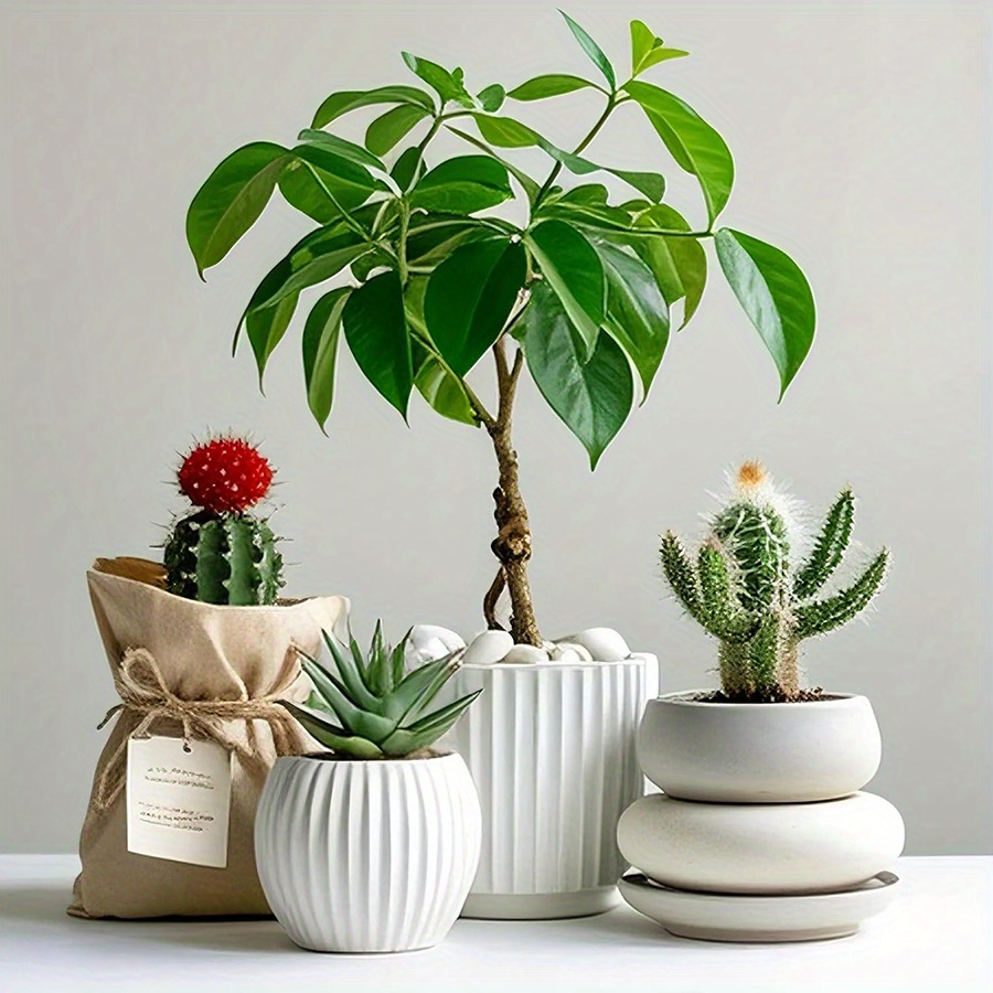 200/400 جرام الأبيض عالية مصقو - مراجعة Aquarium Planted وسعره