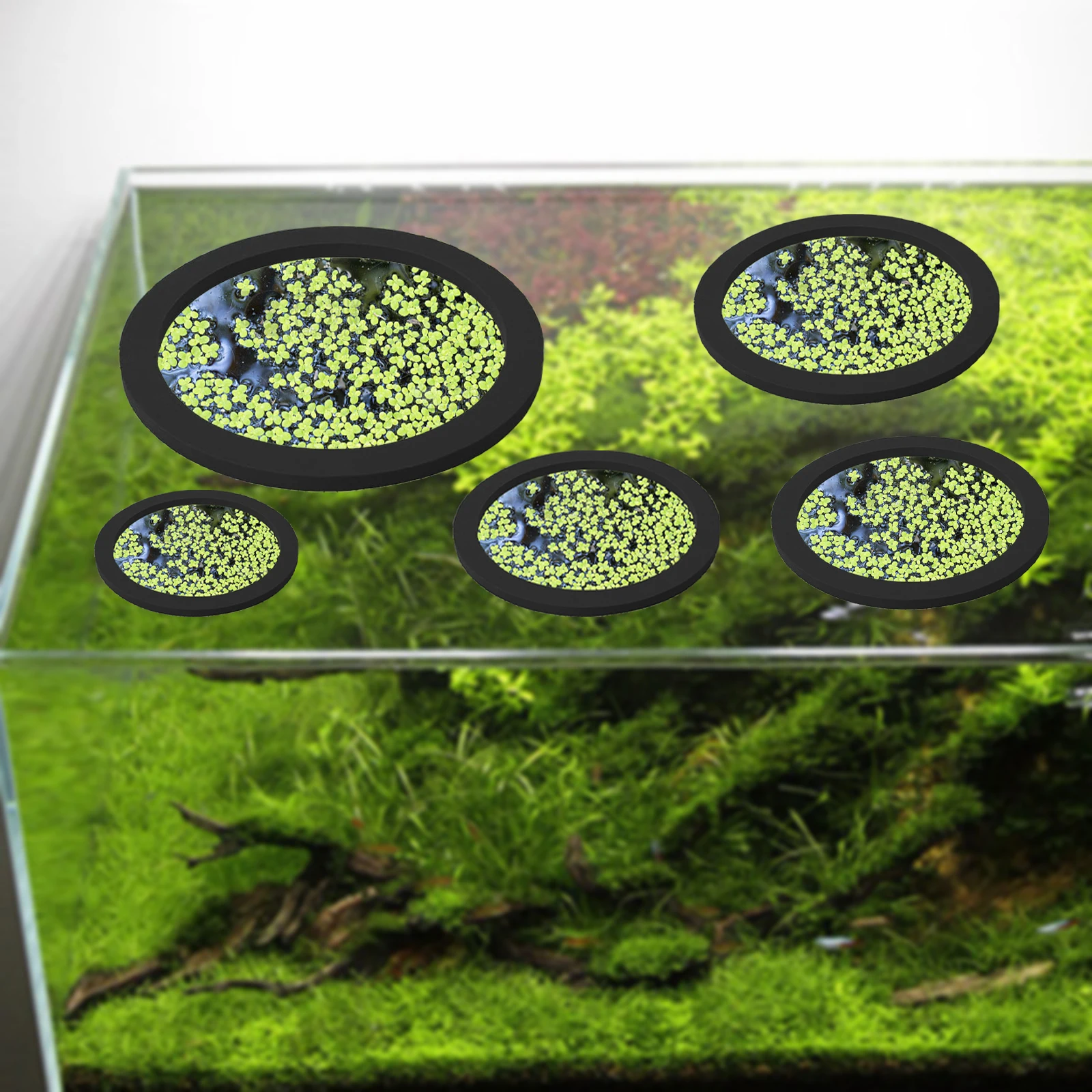 5 قطعة إيفا الأسماك تغذية حلقة - مراجعة Aquarium Planted وسعره