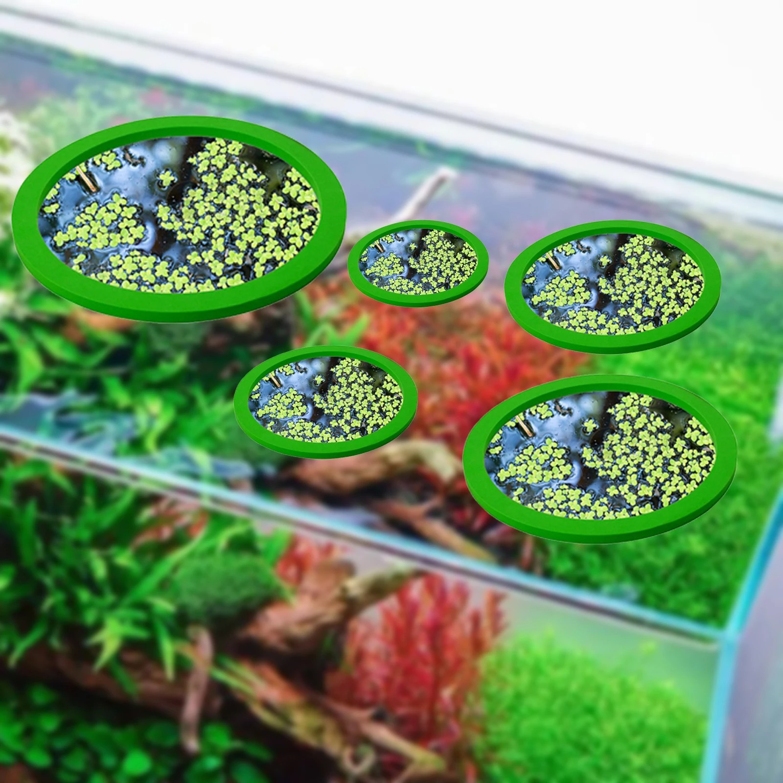 5 قطعة إيفا الأسماك تغذية حلقة - مراجعة Aquarium Planted وسعره